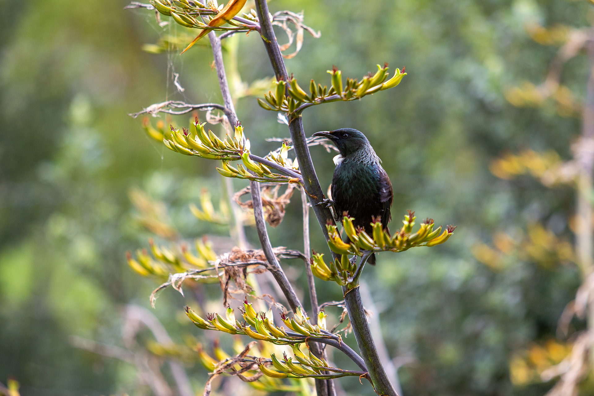 A tui in flax, Katikati
