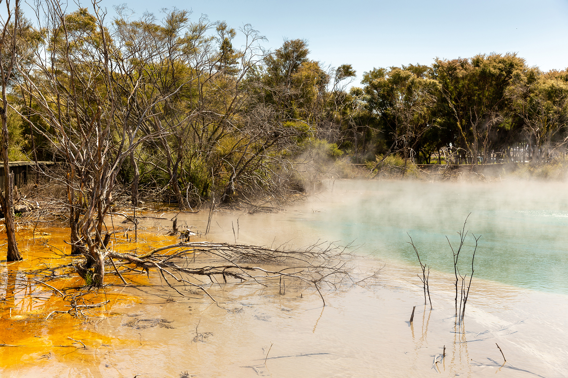 Kuirau Park in Rotorua