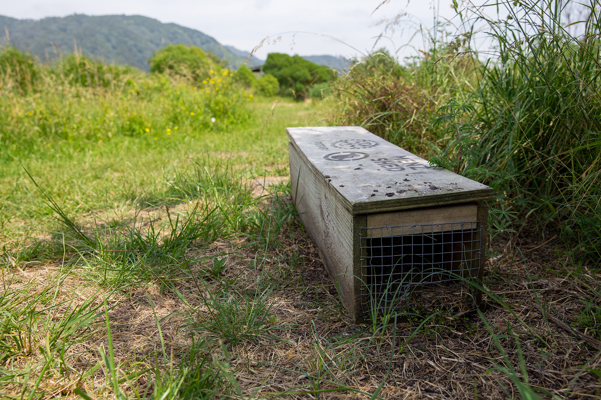 Trap, Matatā Wetlands